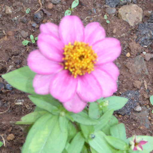 Shilpa Shah Photo 33
