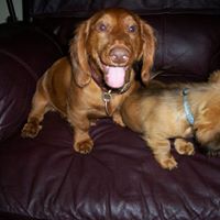 Howard Wolfe Photo 20