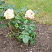 Rosetta Bush Photo 9
