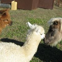 Christine Strader Photo 12