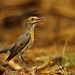 Robin White Photo 23