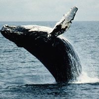 David Diver Photo 20