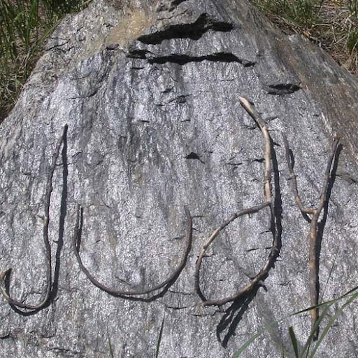 Judy Clarke Photo 25