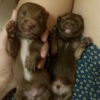 Charles Martell Photo 11