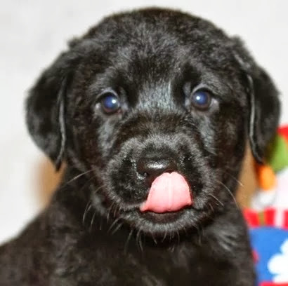 Lillian Chen Photo 16