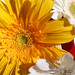 Susan Herrick Photo 43