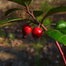 Dorothy Berry Photo 33