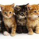 Julia Cameron Photo 10