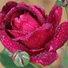 Rose Rains Photo 10