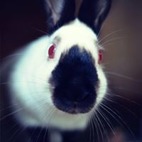 Pamela Dobbs Photo 19