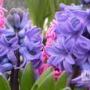 Mary Bybee Photo 27
