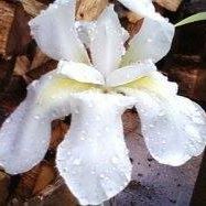 Rene Ferrell Photo 4