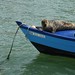 Brittany Seal Photo 11