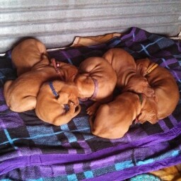 Dianne Harrison Photo 35