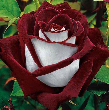 Theresa Cook Photo 33