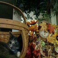 Pamela Mcclellan Photo 19