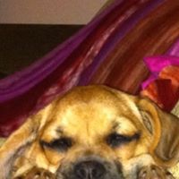 Susan Dvorak Photo 11