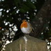 Robin Nickel Photo 28