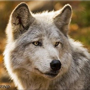 Ian Hoffman Photo 47 Ian Hoffman Photo 47