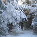 Fran Snow Photo 4