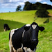 Mark Cook Photo 30