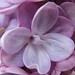 Nancy Bloom Photo 15