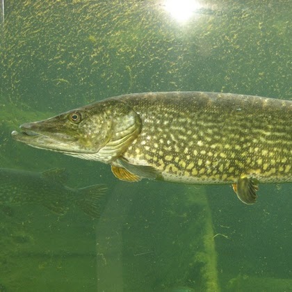 Michael Hjelm Photo 5