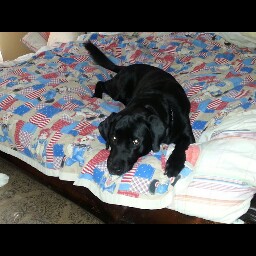 Cathy Lehman Photo 11