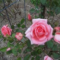 Sharon Ayres Photo 32