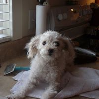 Jane Thibault Photo 2