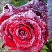 Allen Wieder Photo 9