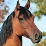 Dawn Bray Photo 38