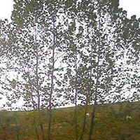 Bobbie Prince Photo 14