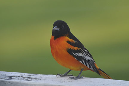 Sally Leavitt Photo 11