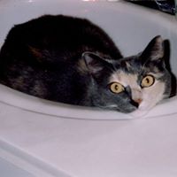 Anne Cook Photo 17