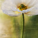 Susan Anemone Photo 6