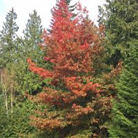 Janice Pedersen Photo 9