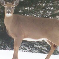 Harold Webber Photo 18