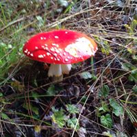 Fred Heins Photo 22