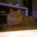 Kevin Coon Photo 10