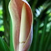 Jack Phipps Photo 27