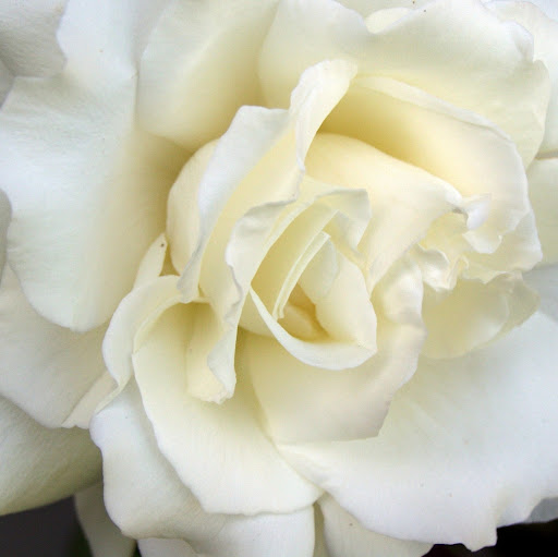 Alicia Mayfield Photo 11