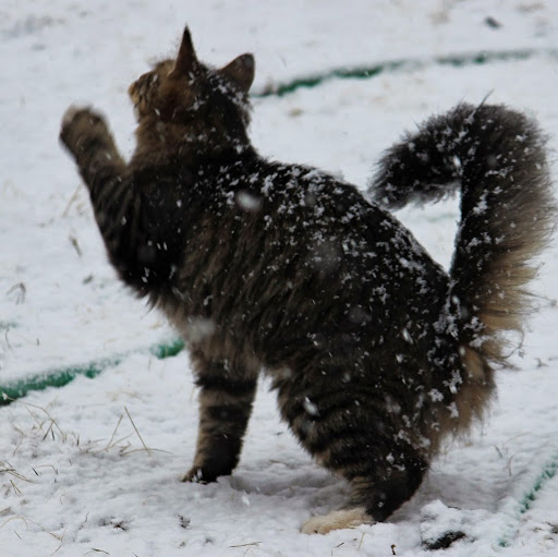 Renee Weiss Photo 18