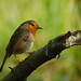 Robin Welsh Photo 13