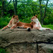Shelly Westmoreland Photo 11