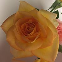 Julie Mattson Photo 11