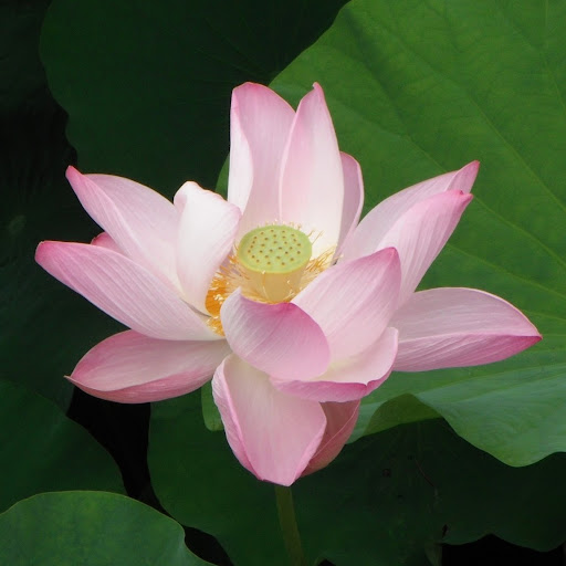 Janis Parker Photo 8