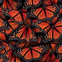 Penelope Russell Photo 12