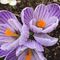 Kristen Pechacek Photo 2