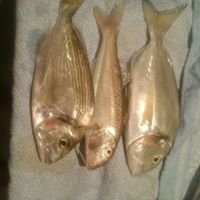 Sandra Valenti Photo 9